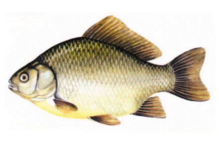 crucian_carp.jpg